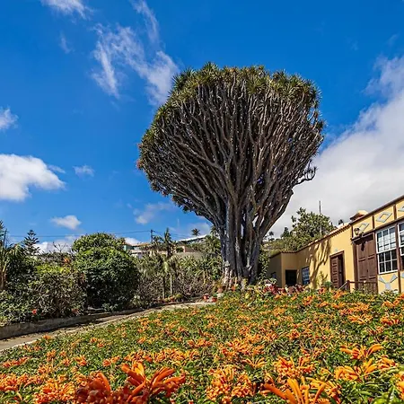 Casa Con Drago Milenario * San Antonio (La Palma)