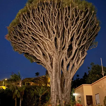 Casa Con Drago Milenario Hébergement de vacances San Antonio (La Palma)