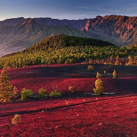 Casa Con Drago Milenario San Antonio (La Palma)